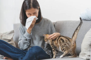 It is possible to be allergic to only one type of cat, as cats produce their own unique set of allergens which may trigger a reaction in some people.