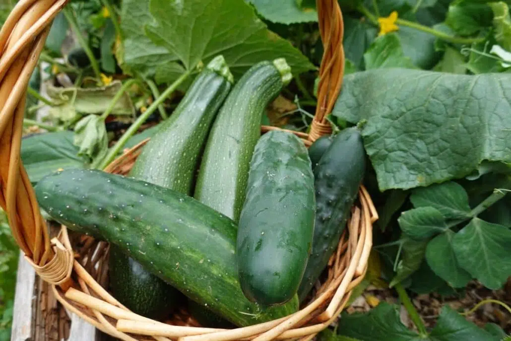 Fresh cucumbers and zucchini in a basket—common cross-reactive foods for those with ragweed pollen allergies.