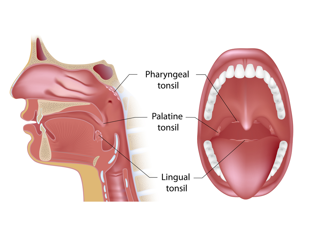 Your lingual tonsils are found way in the back of your tongue—at the base, right near where your tongue meets your throat