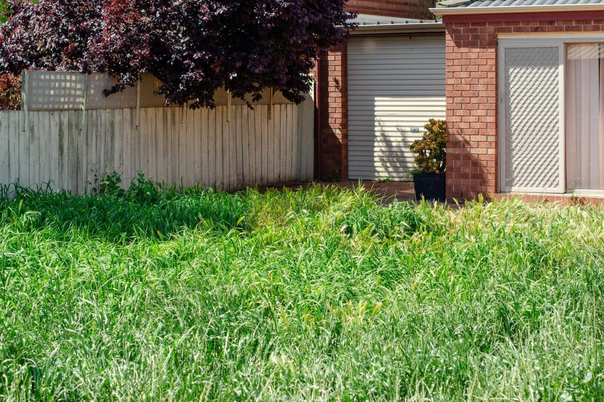 Overgrown grass in front yard increasing moisture and mold risk.