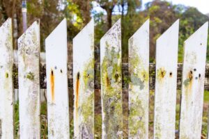 Close-up of mold and mildew buildup on a damp, weathered wooden backyard fence.