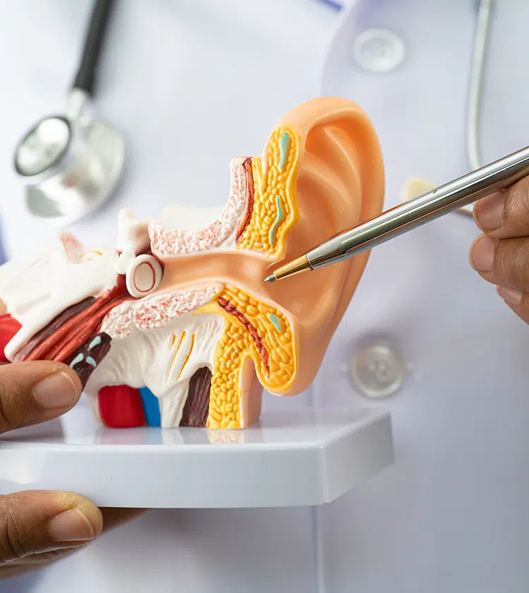 Close-up of doctor using pen to explain ear infection symptoms on anatomical ear model during medical consultation