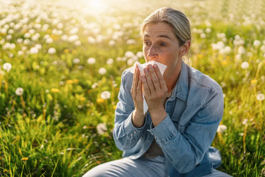 Woman sneezing into tissue while sitting in a field of dandelions, highlighting seasonal allergy symptoms and confusion with colds.