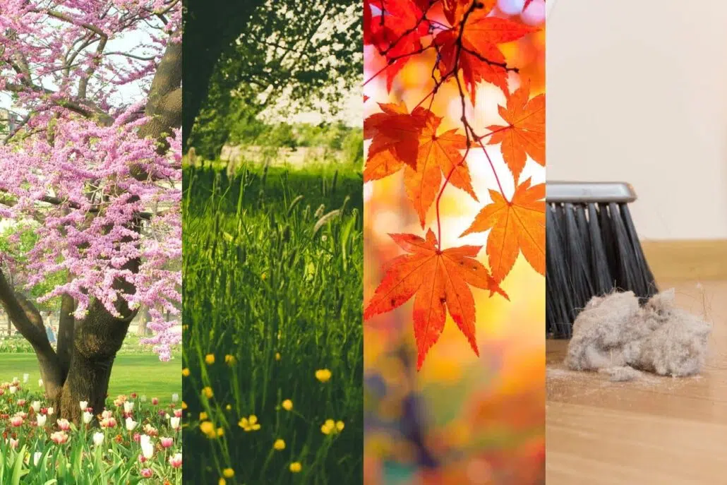 Split image showing spring blossoms, summer grass, fall leaves, and indoor dust, representing seasonal allergy triggers year-round.